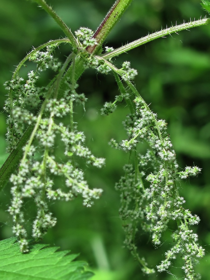 Изображение особи Urtica dioica.