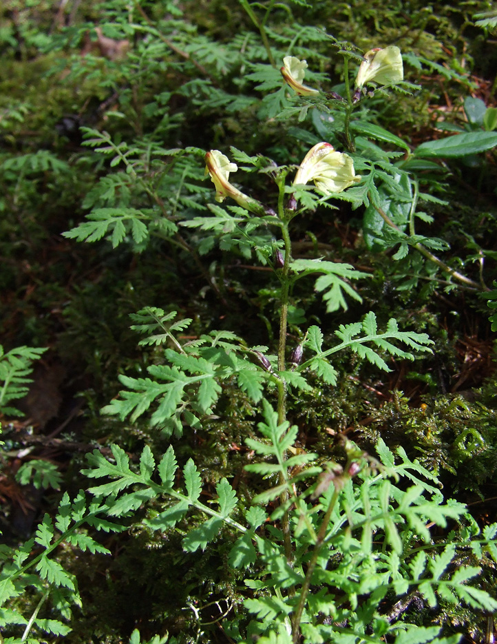 Изображение особи Pedicularis kuznetzovii.