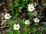 Anemonastrum sibiricum