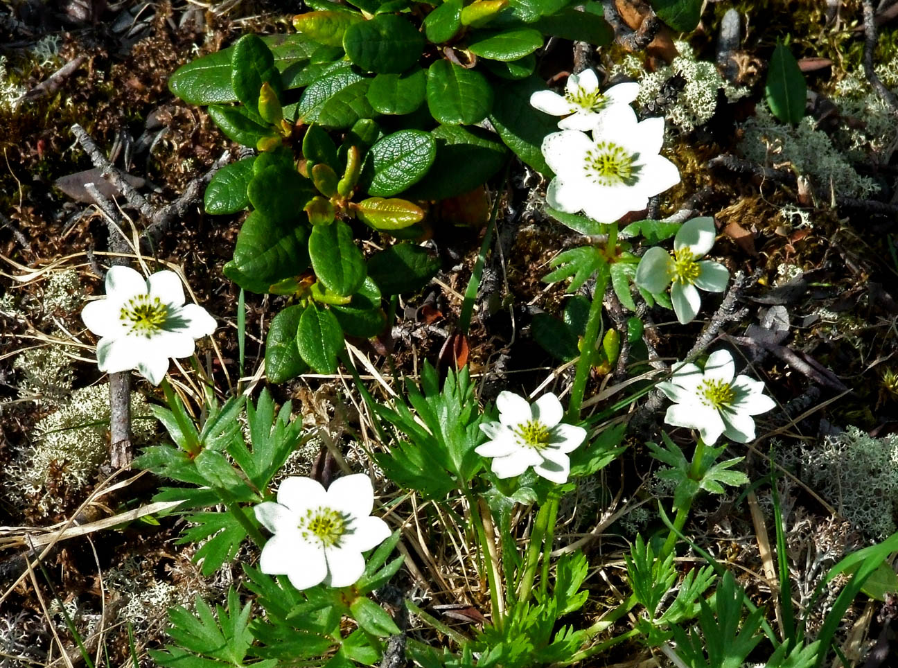 Изображение особи Anemonastrum sibiricum.