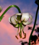 Lilium pilosiusculum var. alboviridiflorum