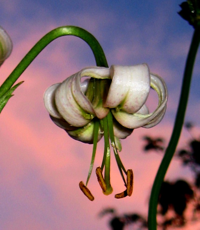 Image of Lilium pilosiusculum var. alboviridiflorum specimen.