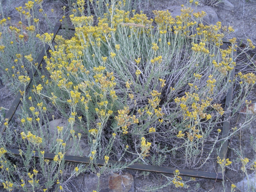 Image of Cladochaeta candidissima specimen.