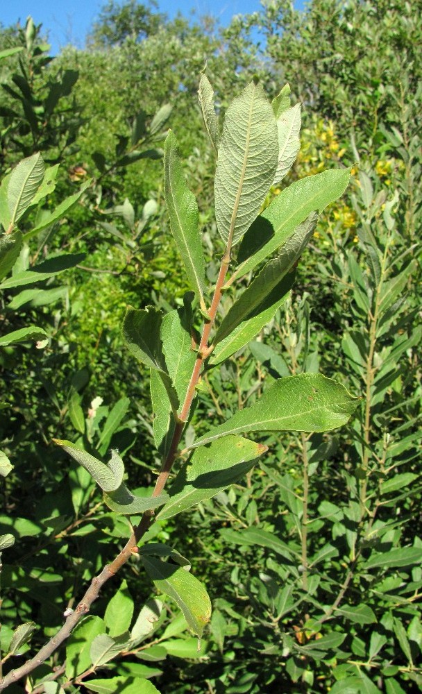 Изображение особи Salix cinerea.