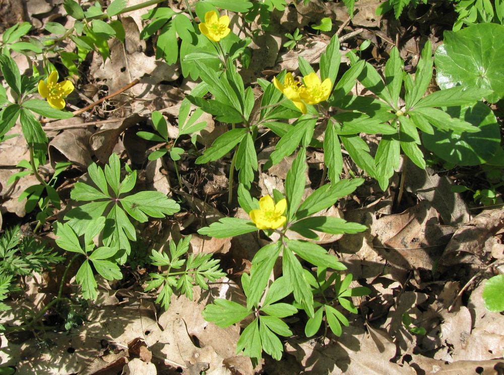 Изображение особи Anemone ranunculoides.