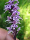 Dactylorhiza fuchsii. Нижняя часть соцветия. Украина, Ивано-Франковская обл., Надворнянский р-н, природный заповедник \"Горганы\", луг на территории усадьбы Горганского лесничества. 20 июня 2011 г.