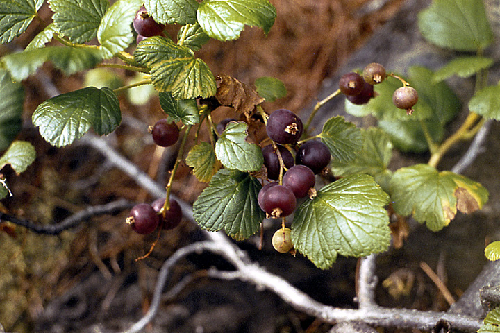 Image of Ribes fragrans specimen.