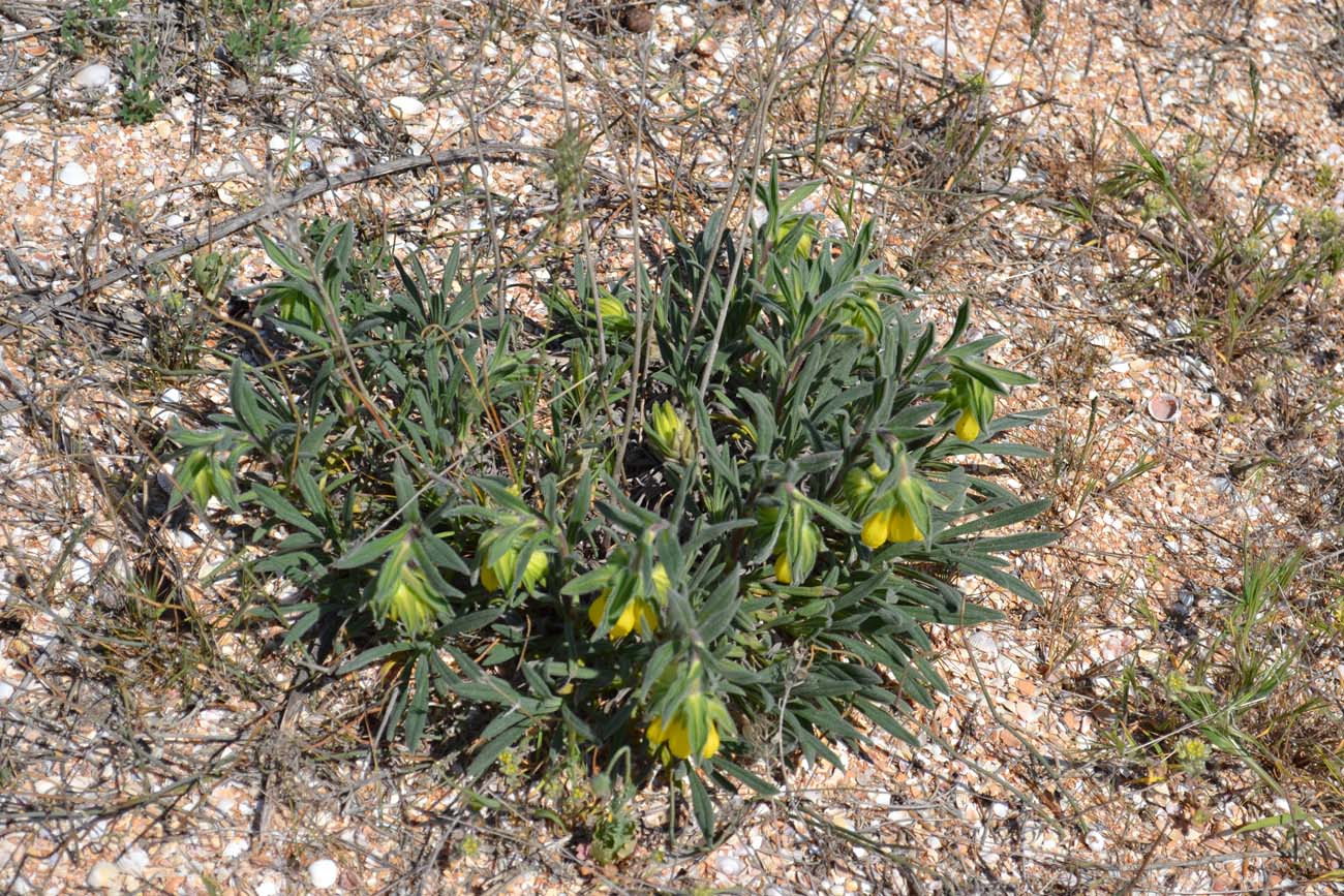 Image of Onosma taurica specimen.