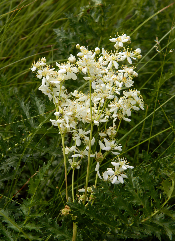 Изображение особи Filipendula vulgaris.