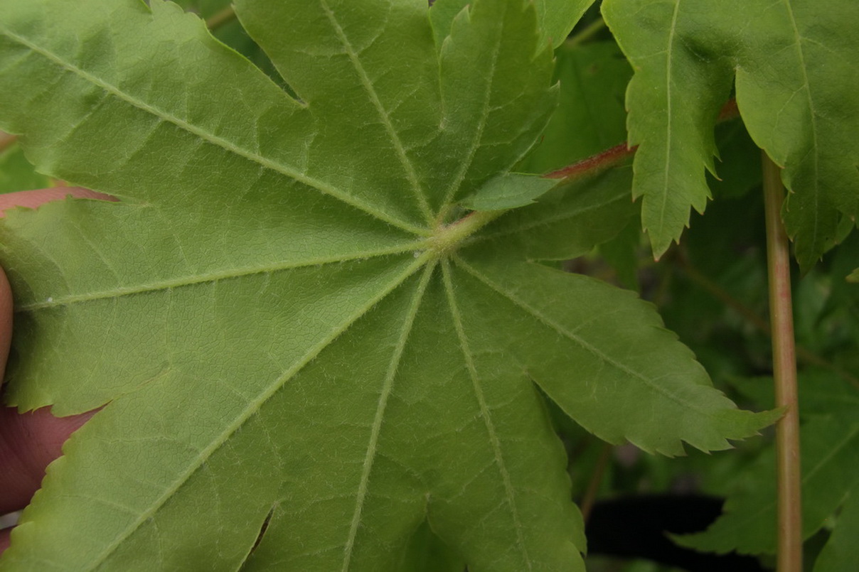Image of Acer sieboldianum specimen.
