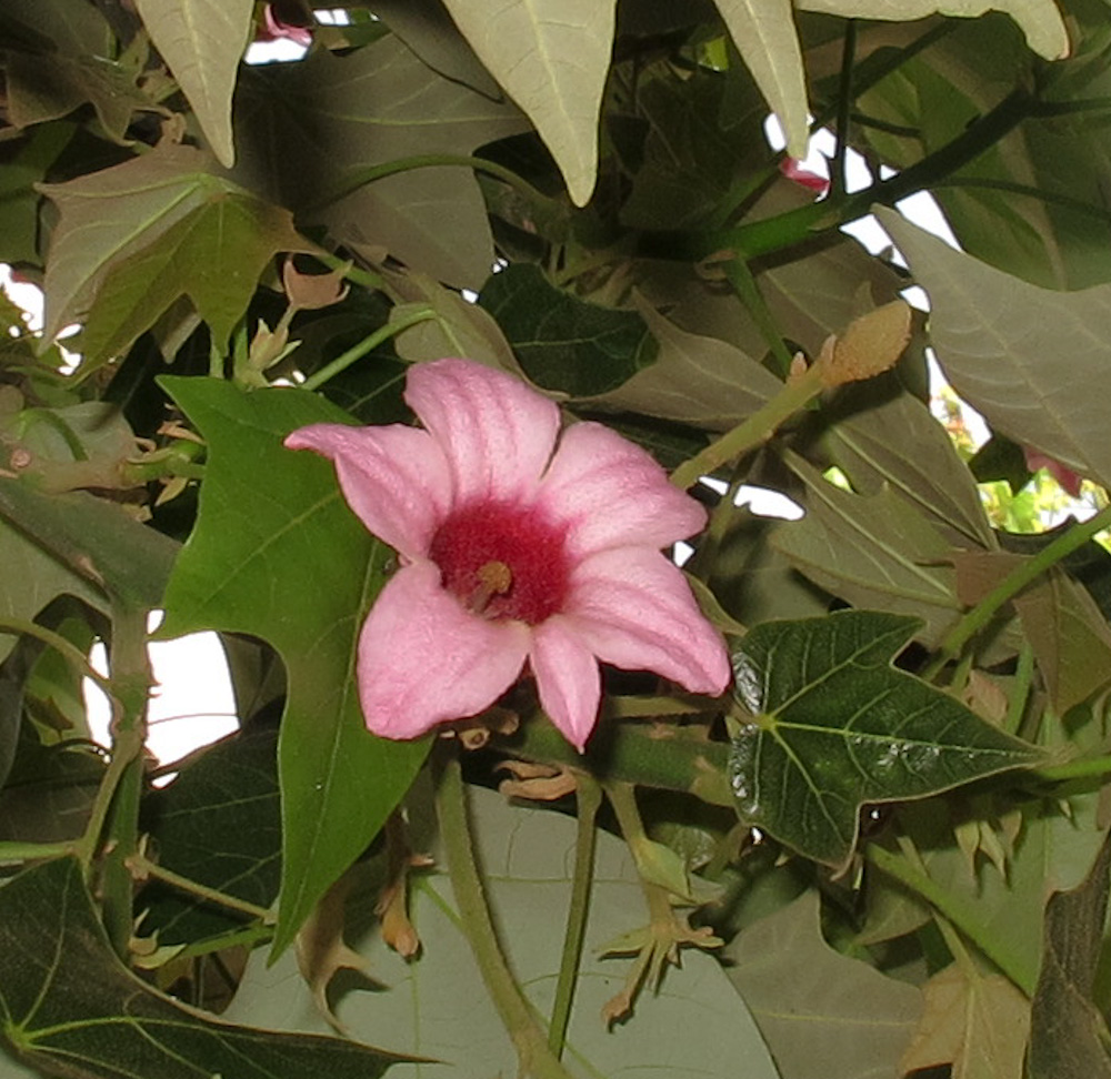 Изображение особи Brachychiton discolor.