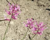 Polygala major. Верхушки цветущих побегов. Черноморское побережье Кавказа, щель Прасковеевкая, склон над дорогой в ущелье. 09.06.2012.