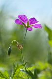 Geranium palustre. Верхушка цветущего растения. Ленинградская обл., Ломоносовский р-н, окр. дер. Низино. 23.06.2012.