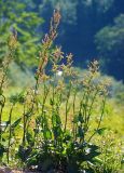 Rumex arifolius