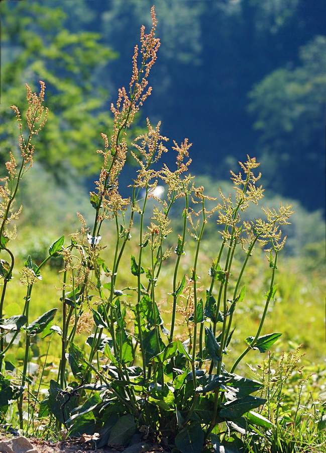 Image of Rumex arifolius specimen.