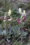 Corydalis ledebouriana. Цветущие растения. Южный Казахстан, гора 797.3 в 0.5 км западнее шоссе Корниловка-Пестели, западное подножье. 31.03.2012.