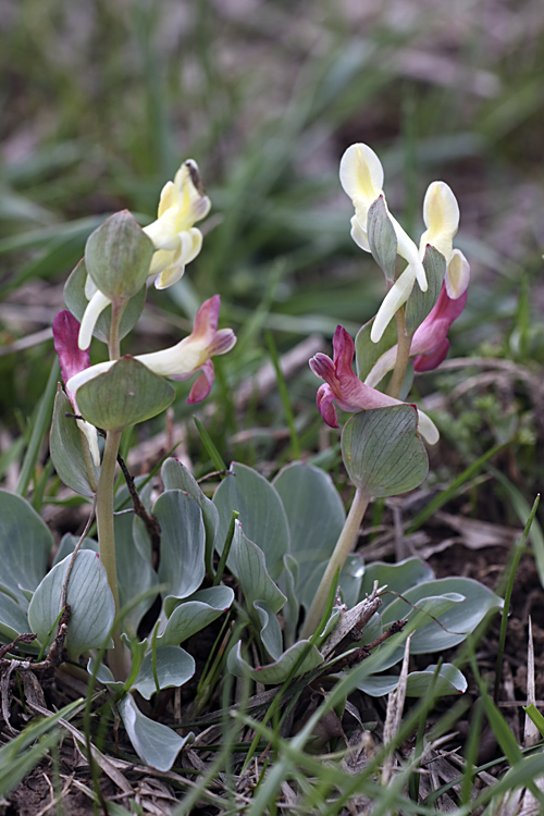 Изображение особи Corydalis ledebouriana.