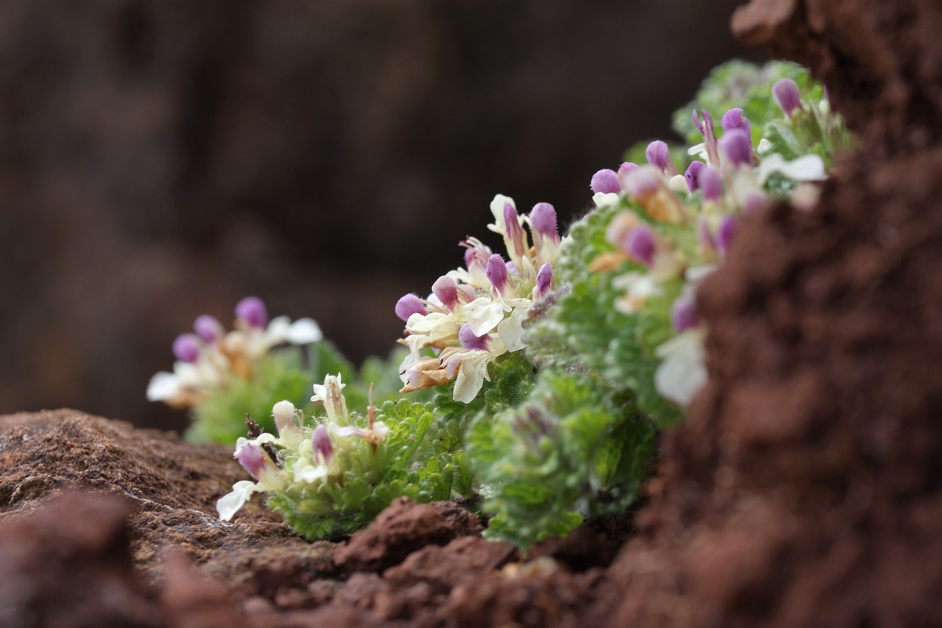 Изображение особи Teucrium pyrenaicum.