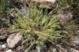 Oxytropis fedtschenkoi