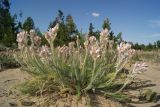 Oxytropis myriophylla