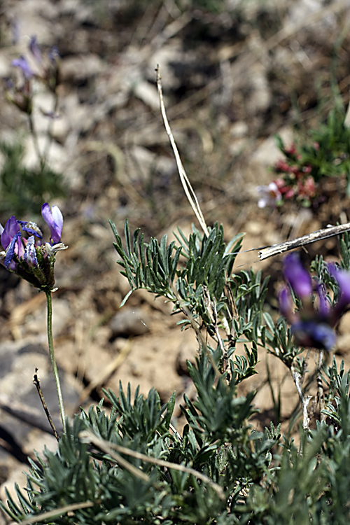 Изображение особи Astragalus falcigerus.