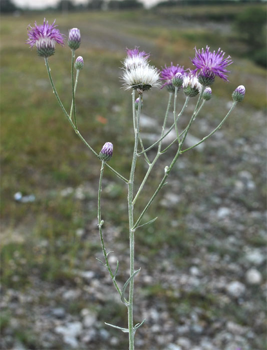 Image of Jurinea ciscaucasica specimen.