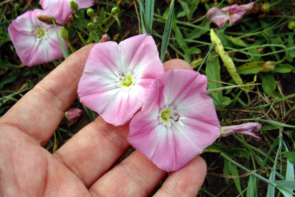 Image of Convolvulus chinensis specimen.