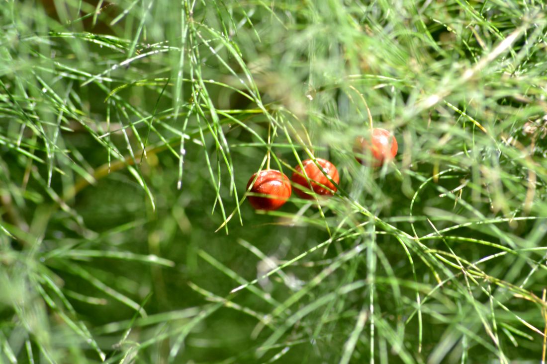 Image of Asparagus officinalis specimen.