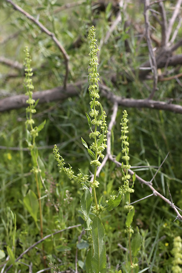 Изображение особи Rumex halacsyi.