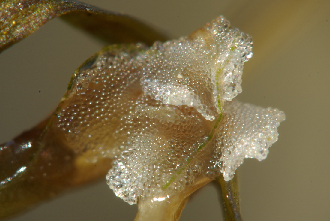 Image of Zannichellia major specimen.