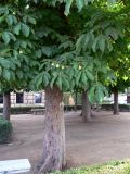 Aesculus hippocastanum. Ствол и часть кроны с незрелыми плодами. Испания, автономное сообщество Андалусия, провинция Гранада, комарка Вега-де-Гранада, г. Гранада, Альгамбра. 13.07.2012.