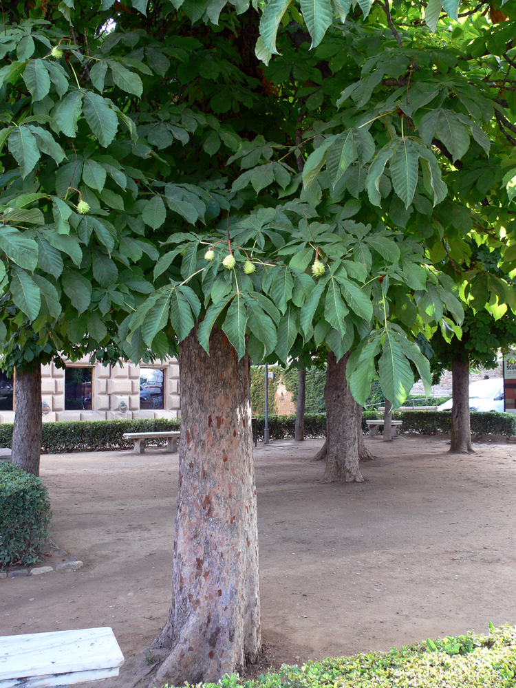 Изображение особи Aesculus hippocastanum.