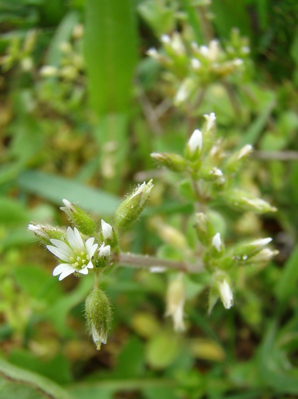 Image of Cerastium glomeratum specimen.