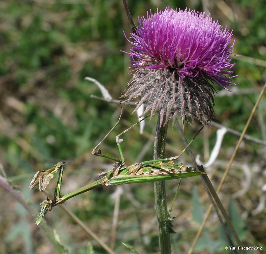 Image of Carduus uncinatus ssp. davisii specimen.