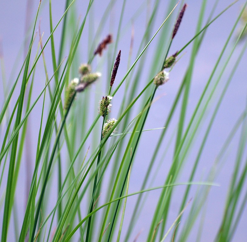 Image of Carex concolor specimen.