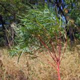 Euphorbia palustris