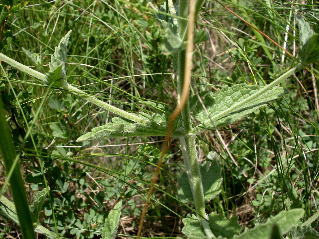 Image of Nepeta parviflora specimen.