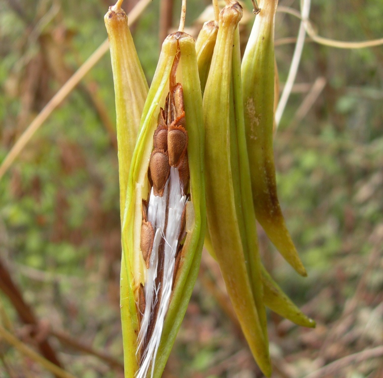 Image of Cynanchum caudatum specimen.