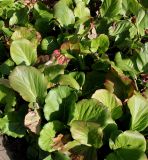 Bergenia crassifolia
