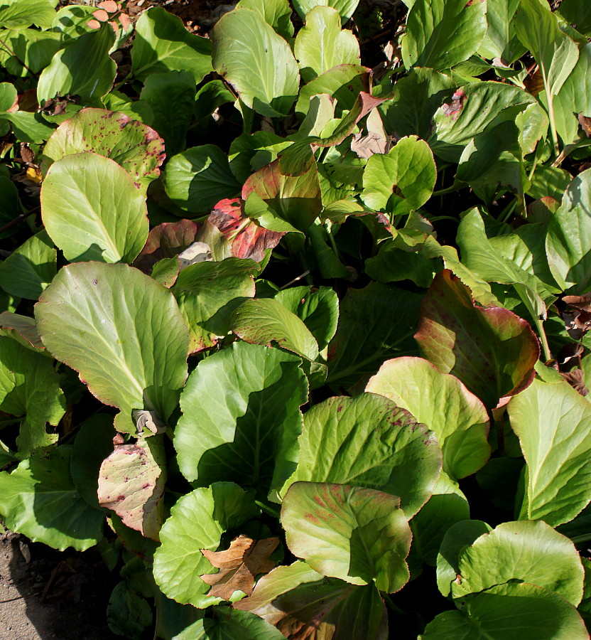 Изображение особи Bergenia crassifolia.