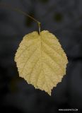 Corylus avellana