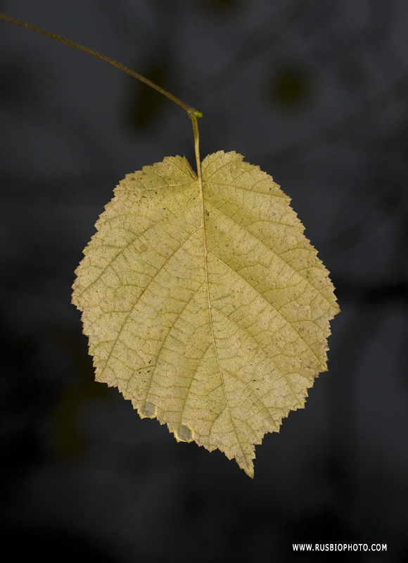 Изображение особи Corylus avellana.