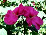 Hibiscus moscheutos