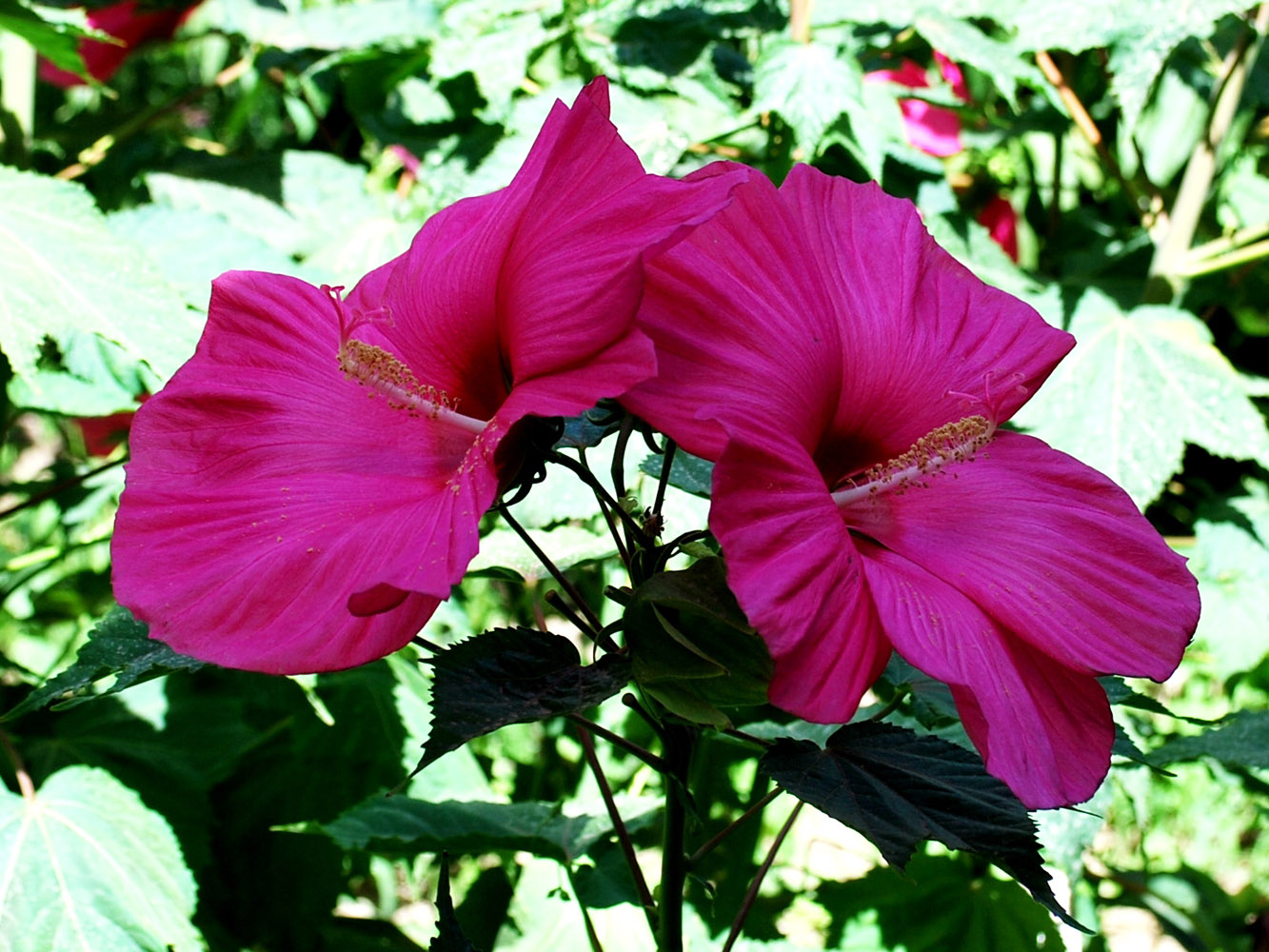 Image of Hibiscus moscheutos specimen.