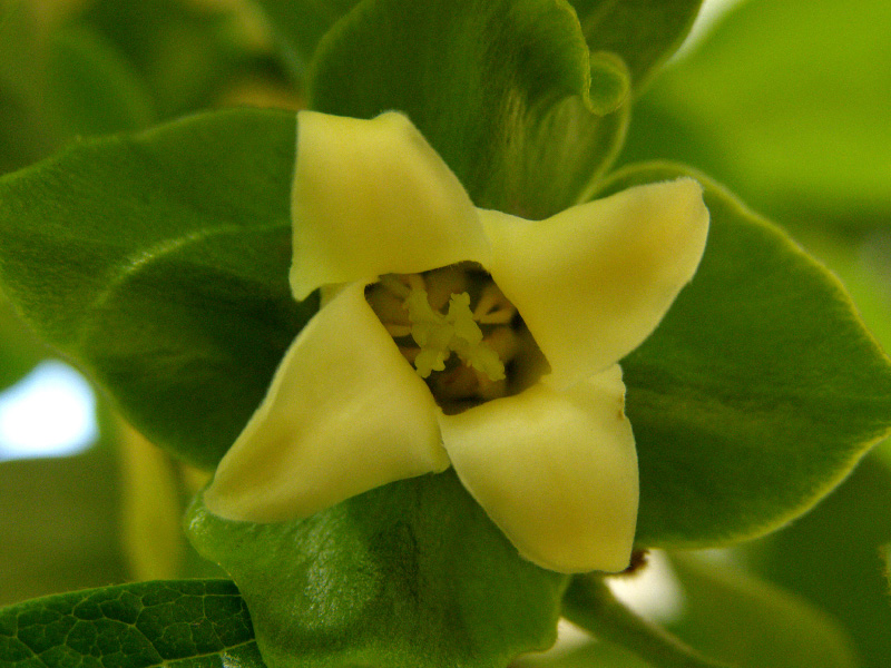 Image of Diospyros kaki specimen.