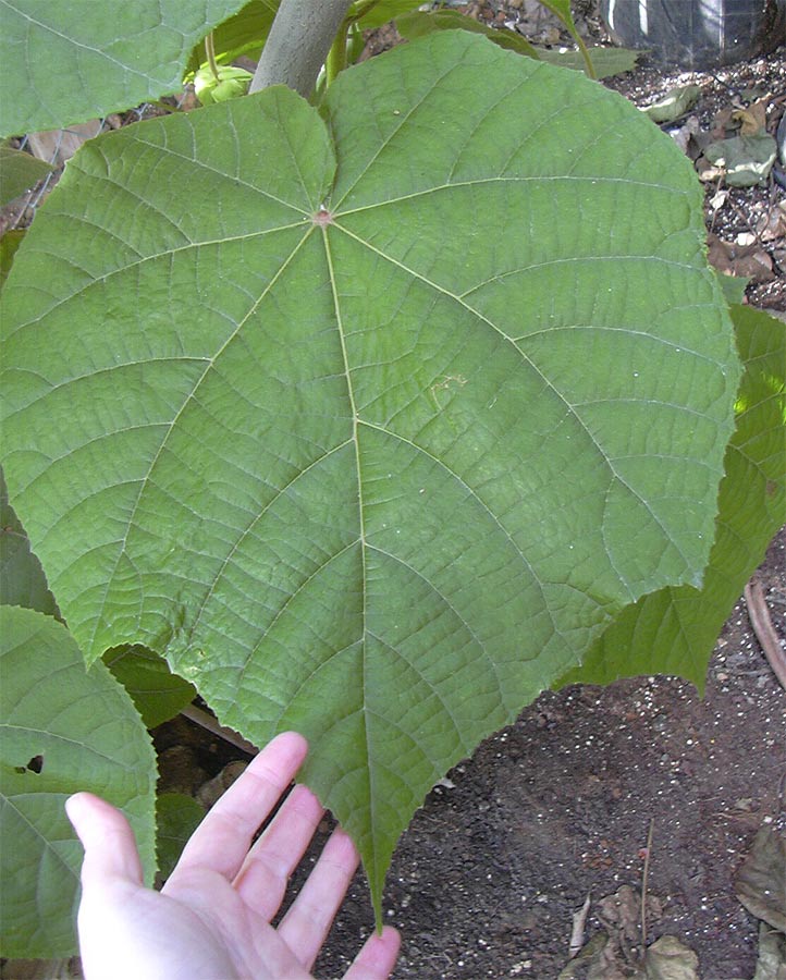 Image of Dombeya × cayeuxii specimen.