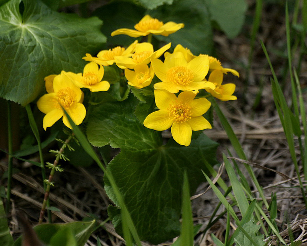 Изображение особи Caltha fistulosa.