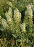 Reseda alba. Соцветия. Испания, автономное сообщество Андалусия, г. Малага, высокий берег. 17.02.2013.