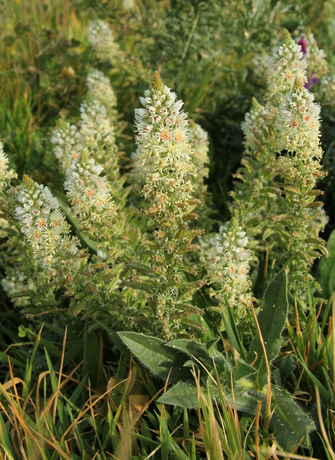 Image of Reseda alba specimen.