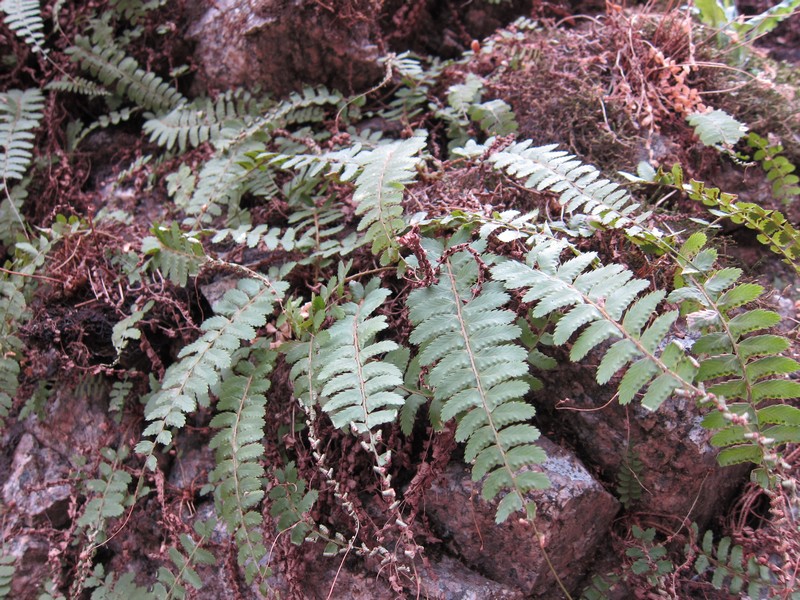 Image of Polystichum craspedosorum specimen.